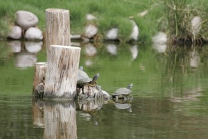 Turtles