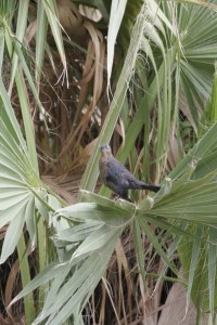 Bird