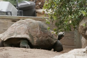 Giant tortoise