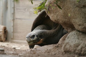 Giant tortoise