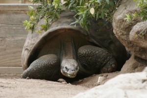 Giant tortoise