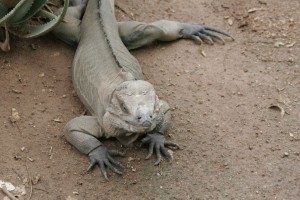 Iguana