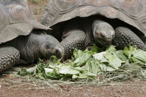 Giant tortoise