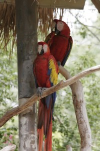 Parrots