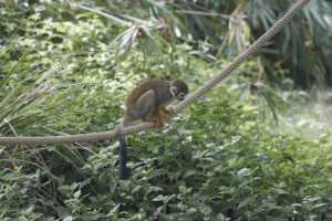 Monkey