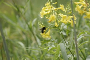 Flower and bee