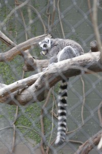 Lemur
