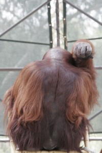 Mr. Orangutan