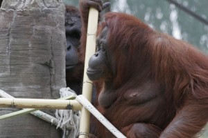Mrs. Orangutan