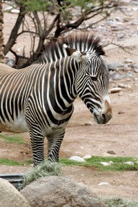 Zebra