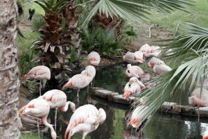 Flamingos