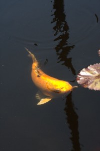 Koi pond