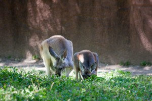 Kangaroos