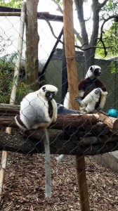Lemurs