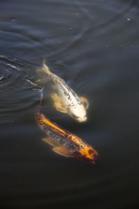 img 7752