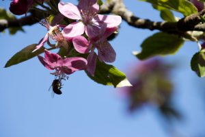 Oregon Garden - Apr 2026