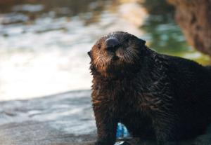 Otter, Oregon Coast Aquarium, Newport, OR