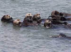 Laughing otter, Moss Landing, CA