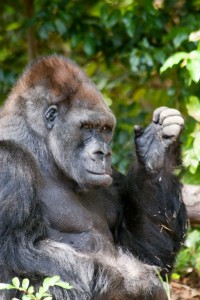 King, the mountain gorilla, Monkey Jungle, Florida