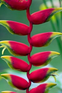 Orchid, Costa Rica