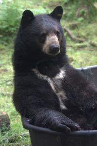 Relaxing Bear, Oregon Zoo