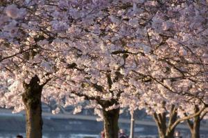 Cherry blossoms along the Wilamette, Portland, OR