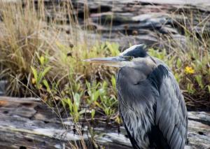 Heron, Florence, OR