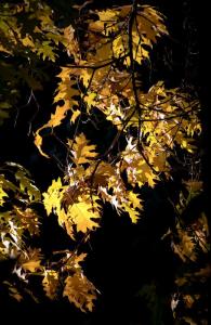 Yellow Leaves, Japanese Garden, Portland, OR