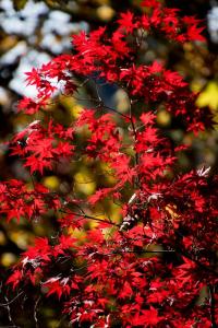 The neighbor's red maple, Portland, OR