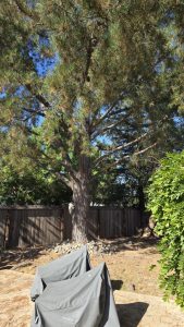 Side Yard