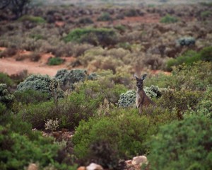 bush_kangaroo_filtered