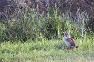 Egyptian geese