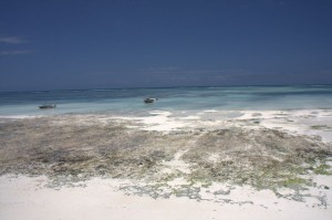 Ras Nangwi