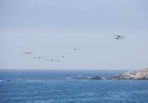 More pelicans