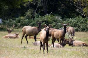 Elk herd