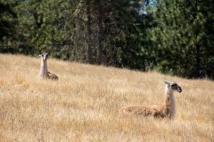 Vicunas