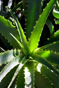 Aloe plant