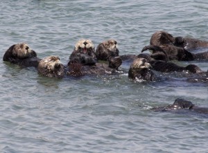 Party otters