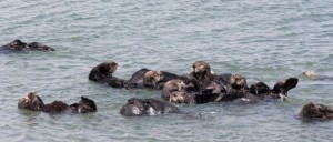 Even more otters