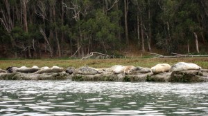 Sea lions