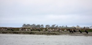 Pelicans