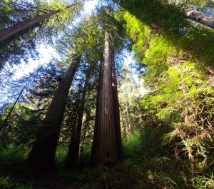 Redwoods