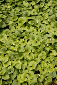 Cool plants