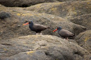 Oystercatchers