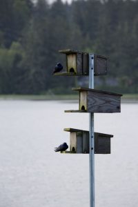 Bird houses