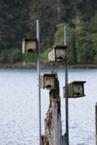 Bird houses