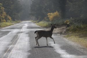 Oh, deer