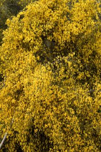 Yellow!