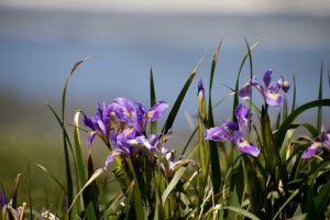 Iris close up