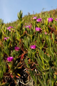 Ice Plants at sunset, Crescent City
